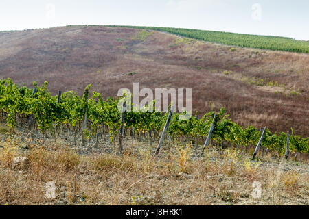 De belles rangées de Brunello raisins dans une vigne à Montalcino, Toscane, Italie Banque D'Images