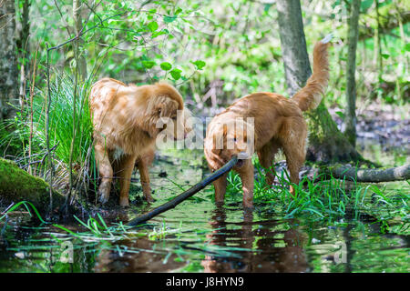 Deux Nova Scotia Duck Tolling à une flaque d'eau dans la forêt Banque D'Images