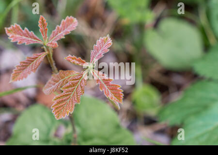 De nouvelles feuilles de chêne à gros fruits Banque D'Images