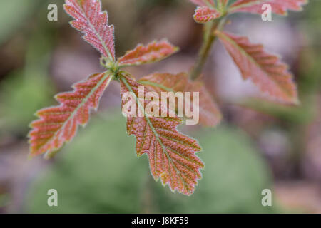 Libre de nouvelles feuilles de chêne à gros fruits Banque D'Images