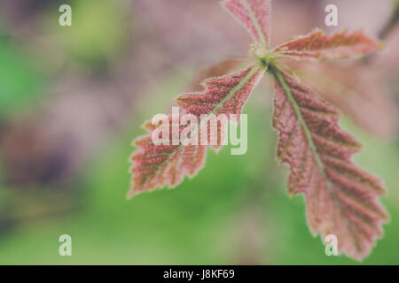 Le Chêne à gros plan des feuilles au printemps Banque D'Images