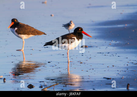 Le couple des éleveurs américains (Haematopus palliatus) Banque D'Images