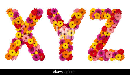 Fleur, plante, lettre, Daisy, alphabet, floral, belle, beauteously, Nice, Banque D'Images