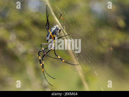 À pattes baguées Globe Doré-Spider web femme de son résultat net à Hlane Royal National Park, au Swaziland Banque D'Images