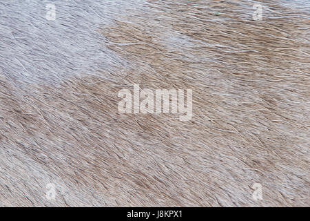 Animaux à fourrure brun clair texture pattern close-up. Les cheveux de lumière animale Banque D'Images