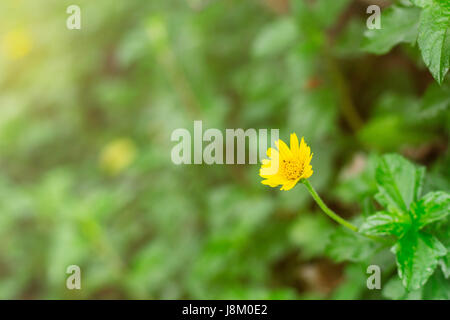 Fleurs jaunes à l'arrière-plan nature verte. Banque D'Images