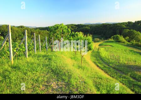 Vignobles dans la région de Hrvatsko zagorje, Croatie Banque D'Images