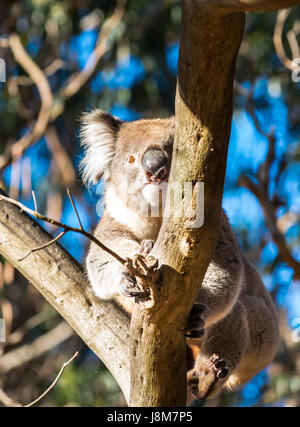 Koala vu dans l'état sauvage sur l'île kangourou en Australie Banque D'Images