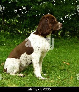 Springer Spaniel Banque D'Images