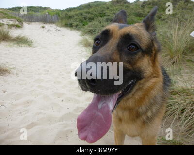 Un berger allemand promenades à travers les dunes de sable Banque D'Images