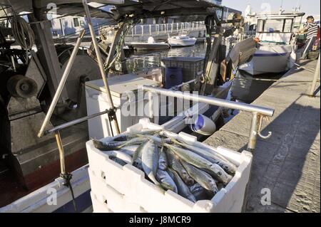 Viareggio (Toscane), station balnéaire, retour des bateaux de pêche dans le port-canal Burlamacca, vente directe de poissons sur le dock Banque D'Images