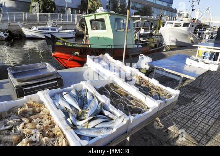 Viareggio (Toscane), station balnéaire, retour des bateaux de pêche dans le port-canal Burlamacca, vente directe de poissons sur le dock Banque D'Images