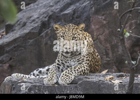 Indian Léopard, Panthera pardus fusca. La Réserve de tigres de Ranthambhore, Rajasthan, Inde Banque D'Images