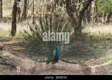 Pavo cristatus, paons indiens. Affichage des plumes ouvert Banque D'Images