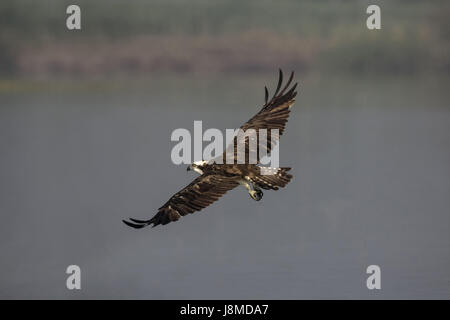 Osprey en vol. Pandion haliaetus, également appelé Sea Hawk Eagle ou poisson Banque D'Images