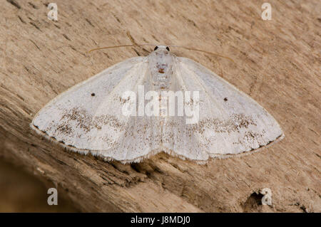 Lomographa temerata (argent assombries) papillon. Insectes britannique de la famille des Geometridés, geometer papillons de nuit, au repos sur bois Banque D'Images