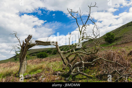 Le North York Moors avec vue sur le paysage vallonné, et l'arborescence réduite au printemps après un hiver près de Goathland, Yorkshire, UK. Banque D'Images