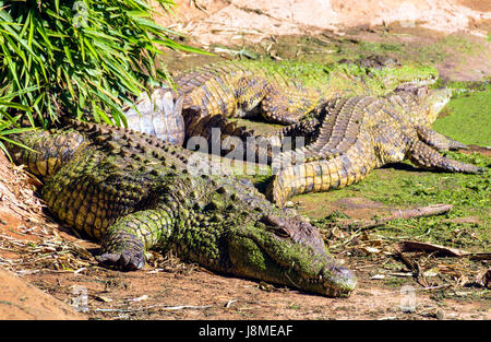 Trois crocodiles adultes recouvert d'algues vertes se dorant dans la chaleur du soleil Banque D'Images