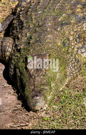 Close up of hot tête de crocodile de poudre d'algues vertes se dorant dans la chaleur du soleil Banque D'Images