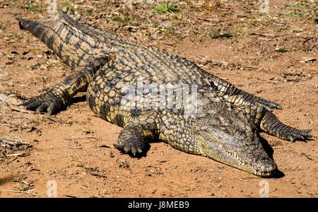 Sinsgle à motifs colorés et texturés crocodile adultes se dorant dans la chaleur du soleil Banque D'Images