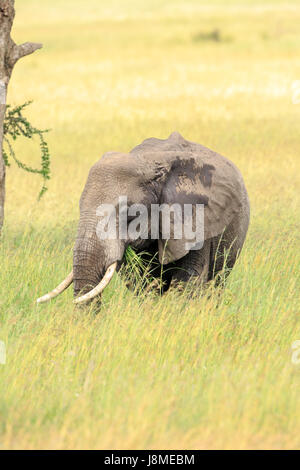 Un éléphant d'Afrique dans l'herbe de pâturage Banque D'Images