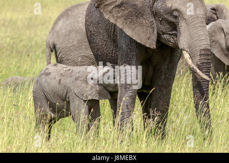 Une petite semaines old African Elephant calf rss de sa mère Banque D'Images