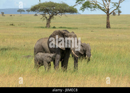 Une petite semaines old African Elephant calf rss de sa mère Banque D'Images