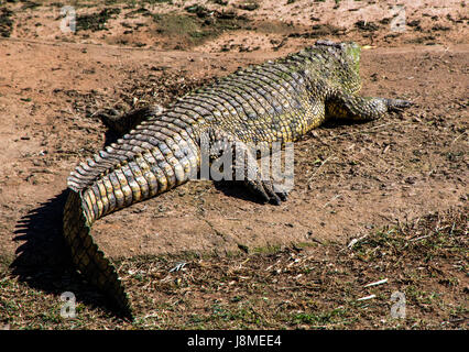 Sinsgle crocodile adultes avec la tête recouverte d'algues vertes se dorant dans la chaleur du soleil Banque D'Images