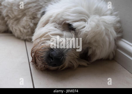 Old English Sheepdog Banque D'Images