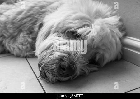 Old English Sheepdog Banque D'Images