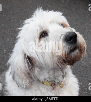 Old English Sheepdog Banque D'Images