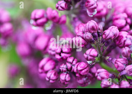 Syringa vulgaris, variétal. Festival lilas de Warkworth. Gros plan du lilas pourpre améthyste boutons de fleurs, après la pluie, avec une petite mouche grise dans le cadre. Banque D'Images