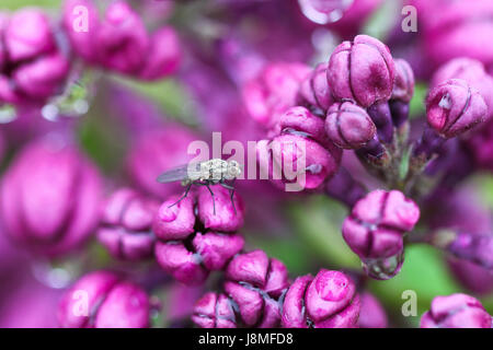 Syringa vulgaris, variétal. Festival lilas de Warkworth. Gros plan du lilas pourpre améthyste boutons de fleurs, après la pluie, avec une petite mouche grise dans le cadre. Banque D'Images