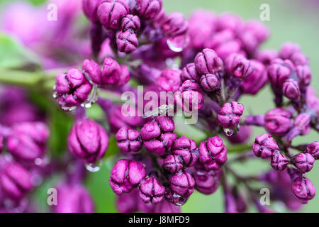 Syringa vulgaris, variétal. Festival lilas de Warkworth. Gros plan du lilas pourpre améthyste boutons de fleurs après la pluie, avec une petite mouche grise dans le cadre. Banque D'Images