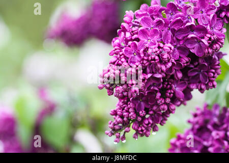 Syringa vulgaris, variétal. Festival lilas de Warkworth. Gros plan du lilas pourpre améthyste boutons de fleurs après la pluie. Banque D'Images