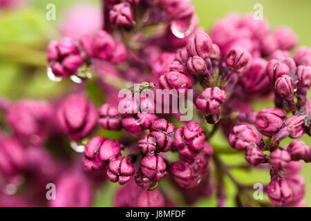 Syringa vulgaris, variétal. Festival lilas de Warkworth. Gros plan du lilas pourpre rosâtre des boutons de fleurs après la pluie, avec une petite mouche grise dans le cadre. Banque D'Images