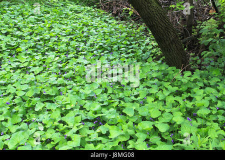 Les Violettes sauvages. Vert intense avec des fleurs violettes cette plante indigène de basse altitude favorise le sol humide le long des cours d'eau, couvrir pour de nombreux petits animaux. Banque D'Images