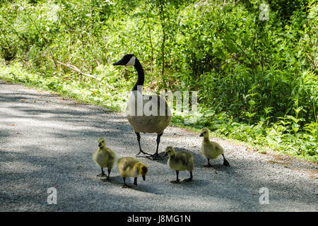 Branta canadensis. La bernache du Canada au printemps. Une oie parent veille sur quatre bébés marchant dans un sentier à une réserve naturelle près de Whitby, Ontario. Banque D'Images