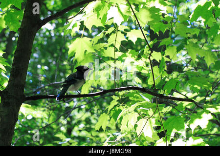 La lumière du soleil passe à travers un dense couvert de feuilles où un northern Blue Jay est perché à l'ombre sur Maple Tree branch. Banque D'Images