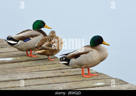 Le canard sauvage (Anas platyrhynchos). Mira lagoon, Portugal Banque D'Images