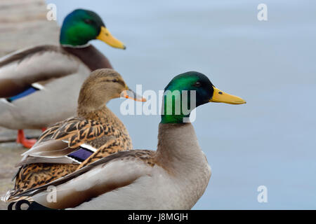 Le canard sauvage (Anas platyrhynchos). Mira lagoon, Portugal Banque D'Images