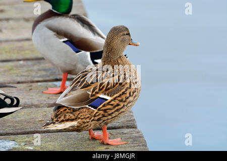 Le canard sauvage (Anas platyrhynchos). Mira lagoon, Portugal Banque D'Images