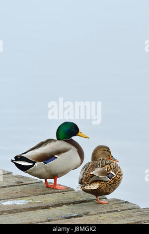 Un couple de canards sauvages (Anas platyrhynchos). Mira lagoon, Portugal Banque D'Images