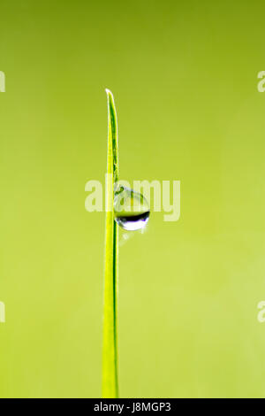Gouttelette d'eau sur un seul brin d'herbe verte Banque D'Images