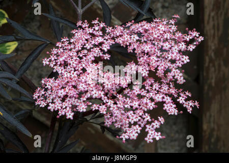 Fleurs roses sur l'ancien 'Eva', ou dentelle noire, ou Sambucus nigra, ancien. De la famille Adoxaceae. Banque D'Images