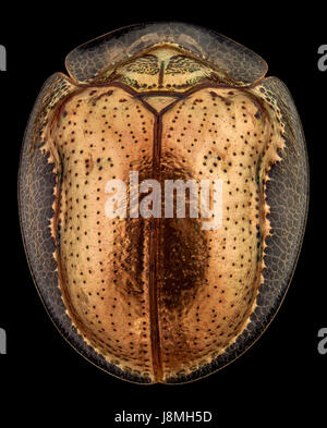 Vue de dessus d'une tortue d'or beetle.La tortue d'or est un insecte coléoptère de la famille des céréales, originaire de la région des Amériques Banque D'Images