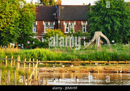 Cygnes, canards et oies sur l'Étang du Jubilé. Appartements Wanstead, London E7 avec les maisons de Sidney Road à l'arrière-plan. Banque D'Images