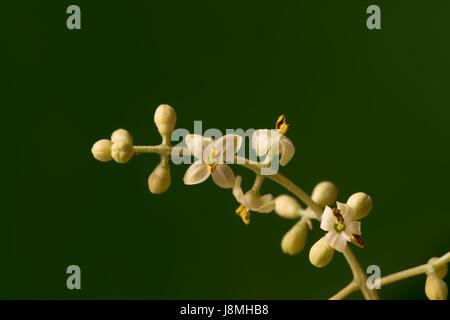 Arbre généalogique Olive bourgeons et fleurs, macro image Banque D'Images