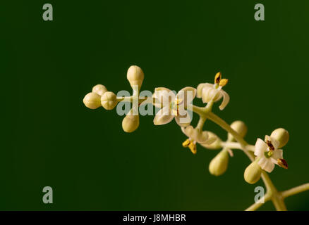 Arbre généalogique Olive bourgeons et fleurs, macro image Banque D'Images