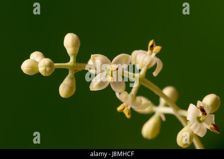 Arbre généalogique Olive bourgeons et fleurs, macro image Banque D'Images